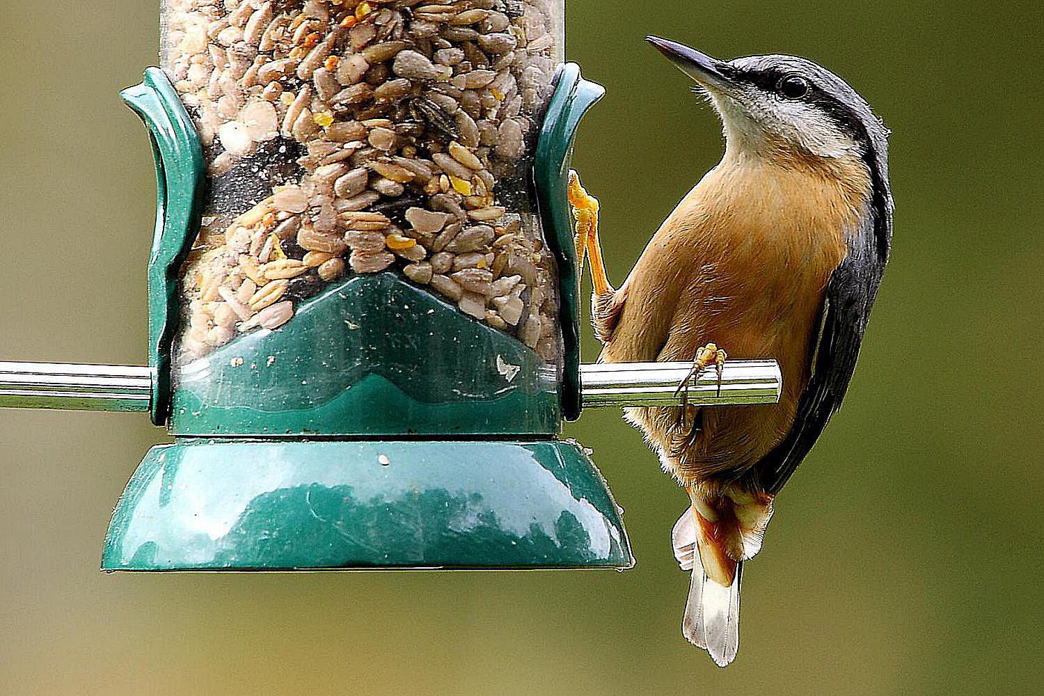 Strategies to save money on buying a bird seed