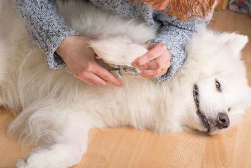 Dog Grooming to Keep Your Best Friend Healthy