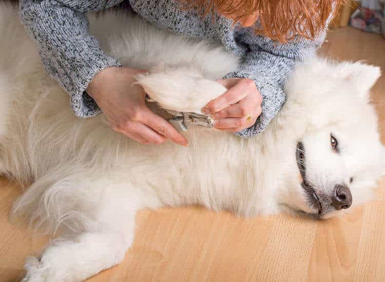 Dog Grooming to Keep Your Best Friend Healthy