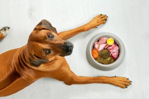 Facts You Should Know About prepackaged raw dog food