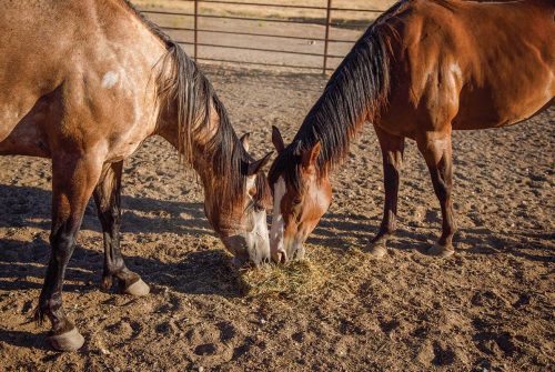 The Importance of Feed Management in Race Horses: Achieving Optimal Performance and Health