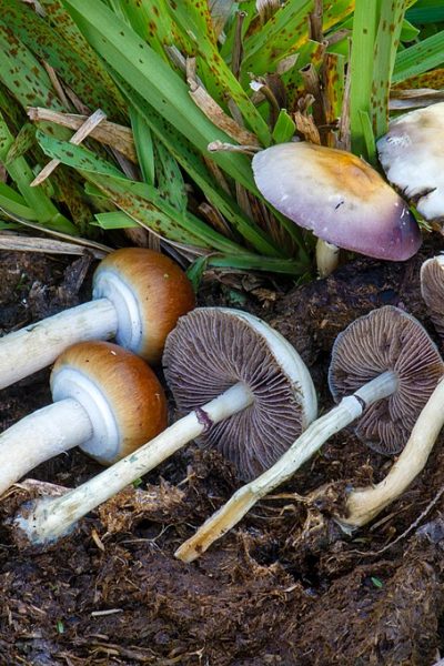 Get your magic mushrooms legal and safe in Canada