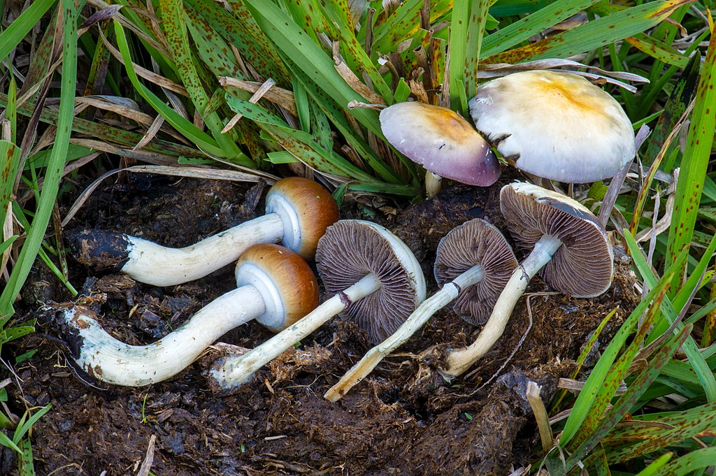 Get your magic mushrooms legal and safe in Canada