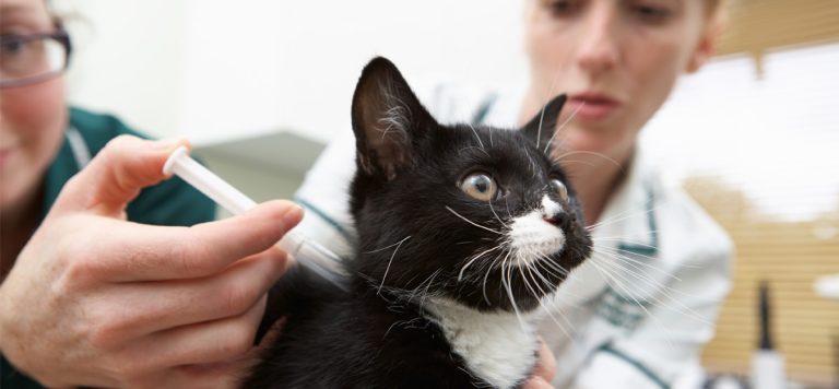 Do veterinarians provide behavioral training for pets?
